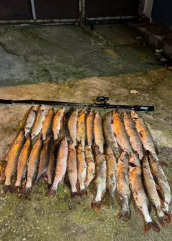 IMG_20251215_011837_451