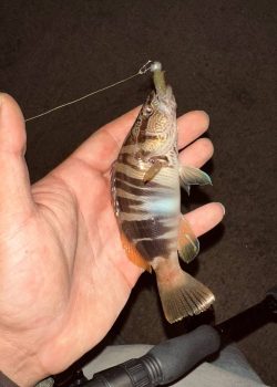 IMG_20251215_011837_928