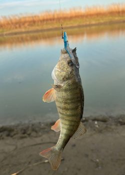 IMG_20251215_011838_126