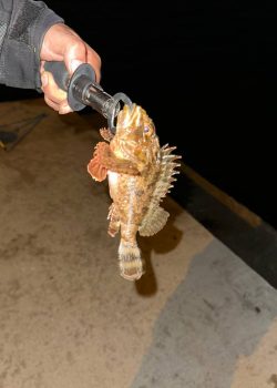 IMG_20251215_011844_263