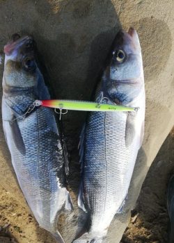 wily crafty maket balık_010