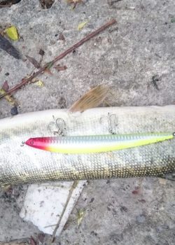 wily crafty maket balık_0100