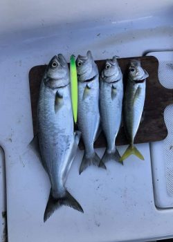 wily crafty maket balık_030