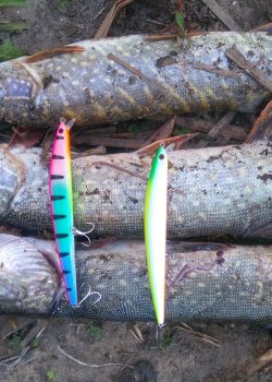 wily crafty maket balık_090